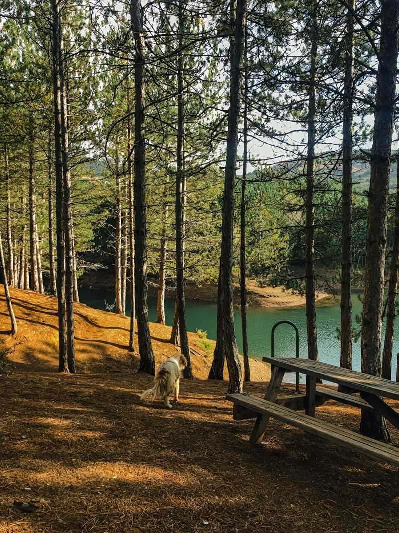 Be Careful Near Campgrounds And Picnic Areas