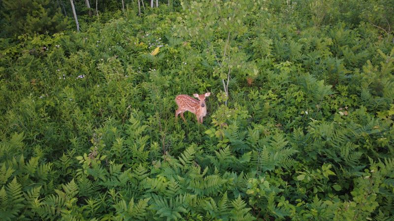 Give Deer Plenty of Space
