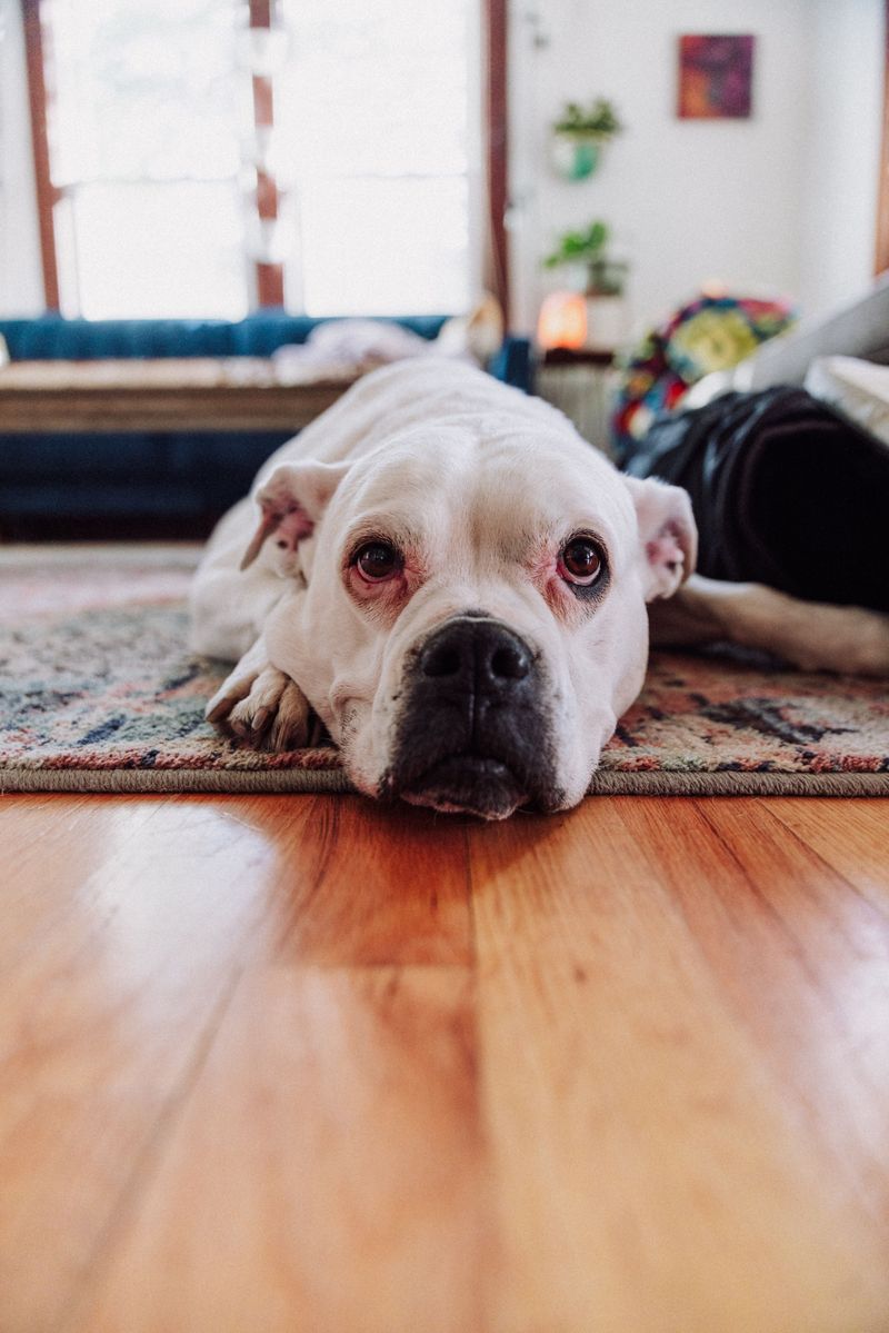 Protect Vermont Floors From Wet Paw Prints