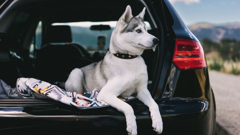 Practice Getting Your Dog Into the Car