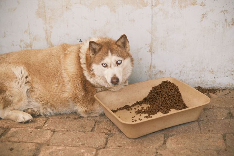 Store Several Days of Dog Food
