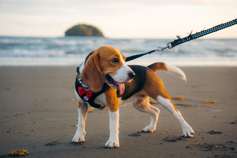 Bring a Leash Even for Swimming Dogs