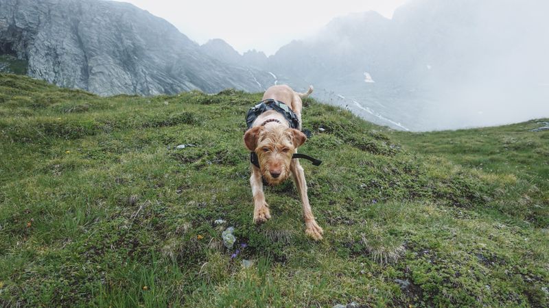 Wildlife You Might Meet Above Treeline