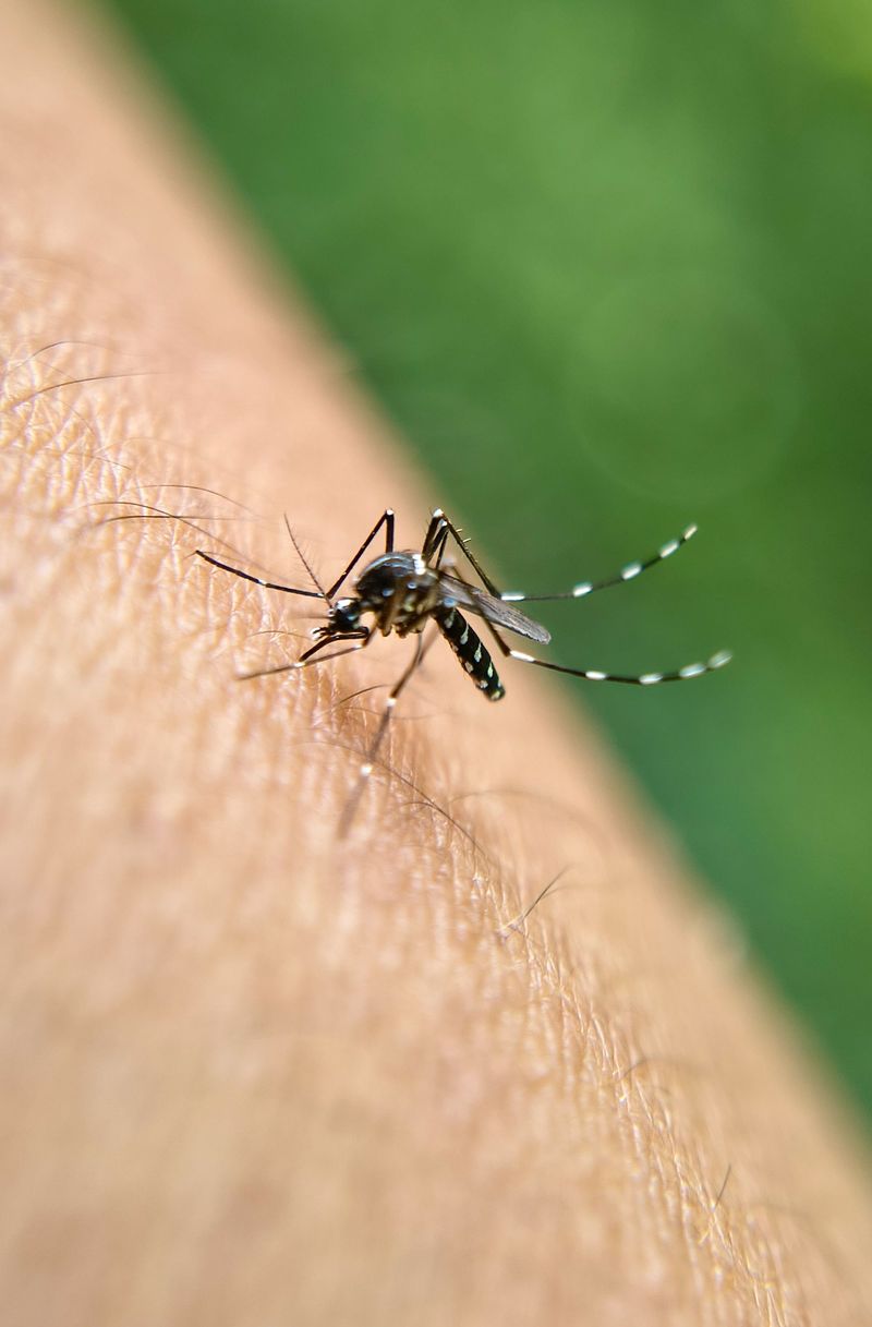 How Mosquitoes Can Affect Evening Walks
