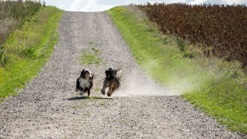 Protect Your Dog From Blowing Debris