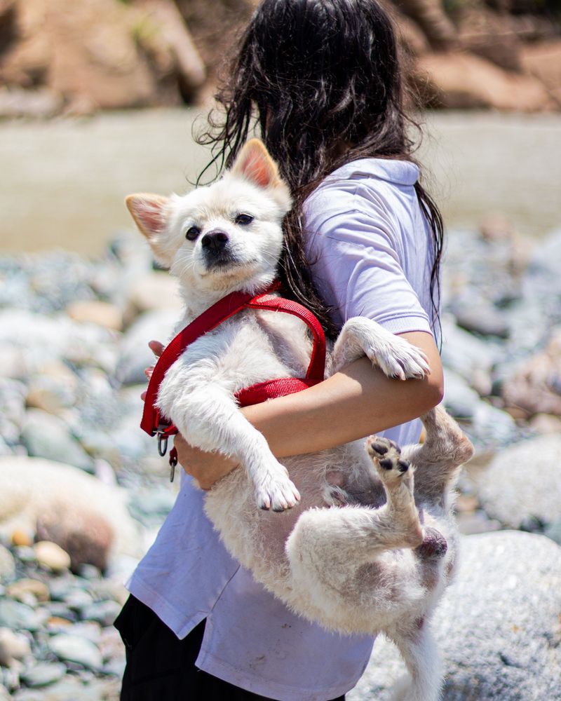 Act Fast And Keep Your Dog Calm
