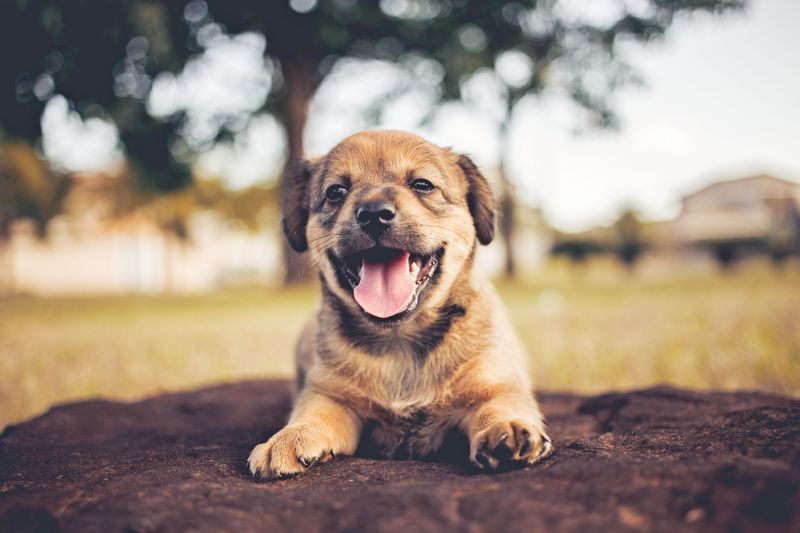 Make Sure Your Dog Is Old Enough