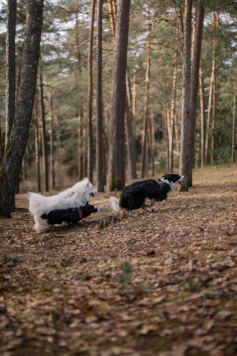 Teach Dogs Not To Chase Wildlife