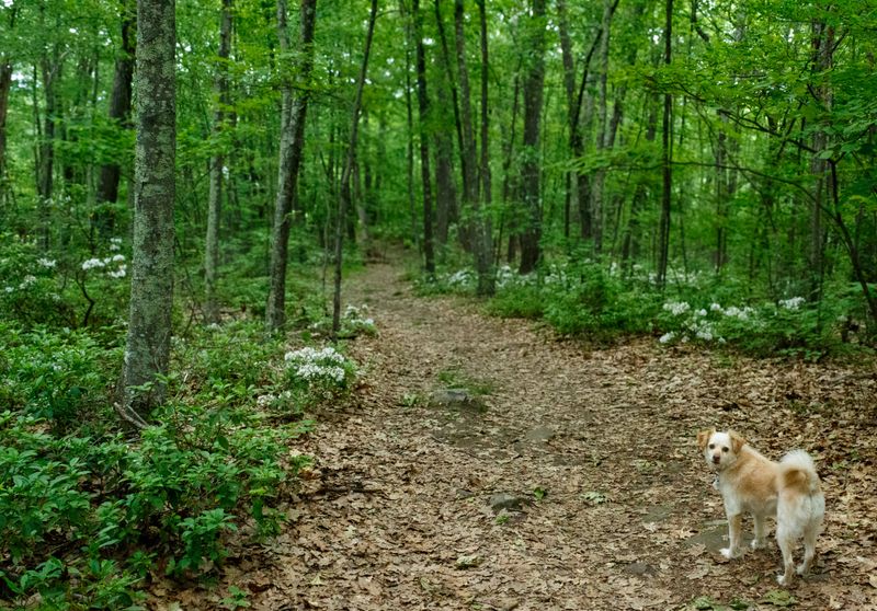 Leave No Trace With Your Dog