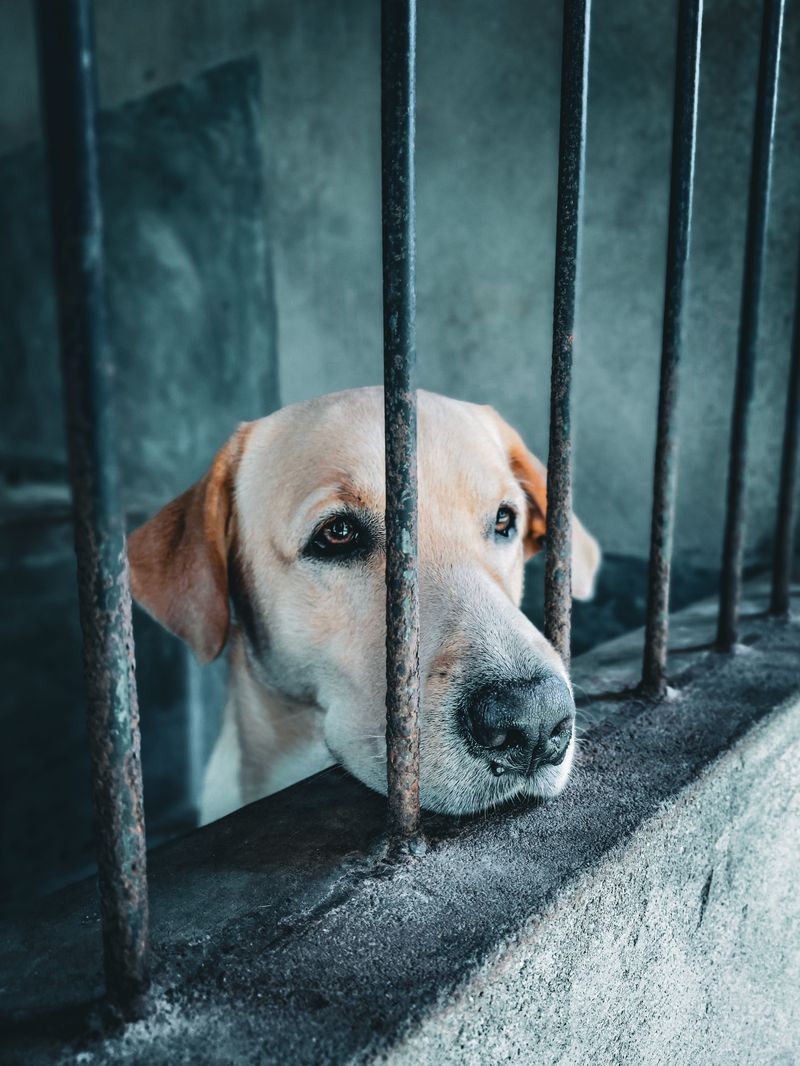 Never Assume Your Dog Can Stay Home Safely