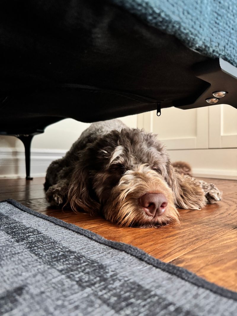 Prepare for Dogs That Hide During Storms