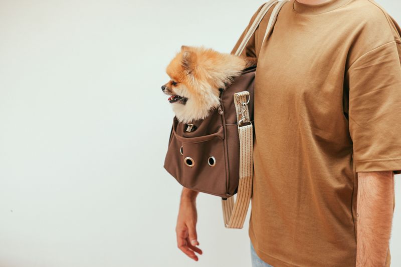 Choose a Carrier Your Dog Can Handle