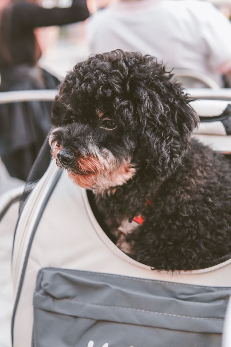 Understand Emotional Support Dog Rules