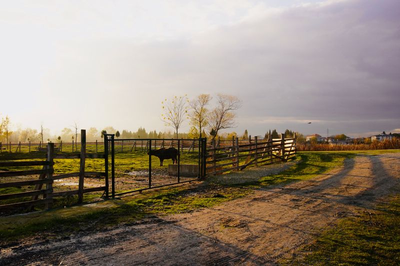 Driving Trespassing Stock Off Your Land
