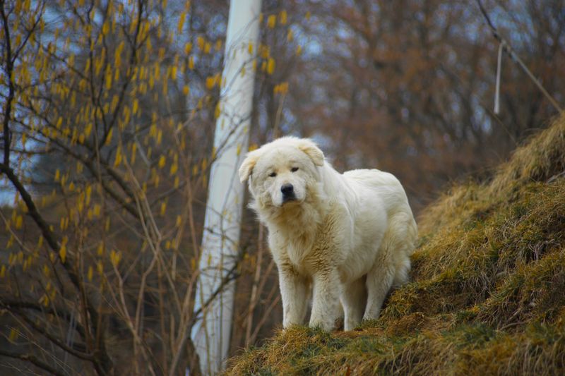Kuvasz