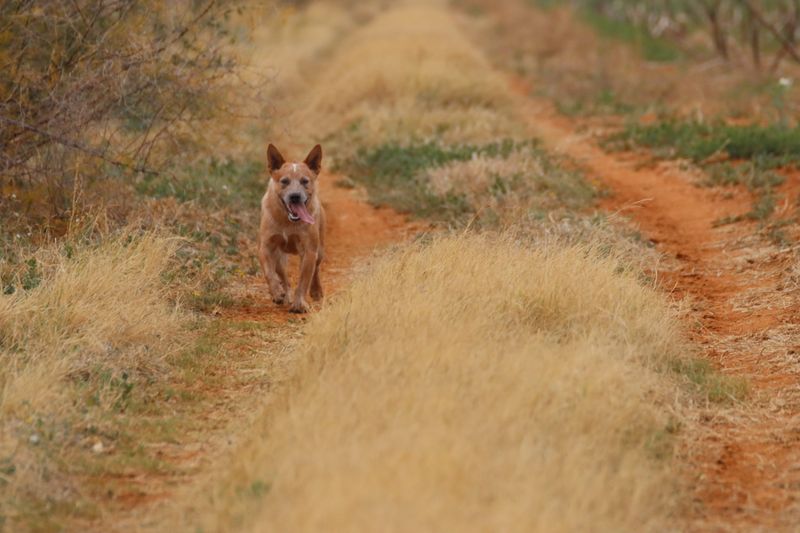 Australian Cattle Dog: A Busy Chore Buddy
