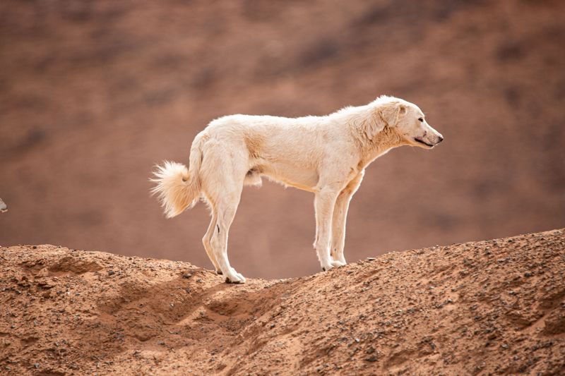 Akbash: The Camouflaged Sentinel