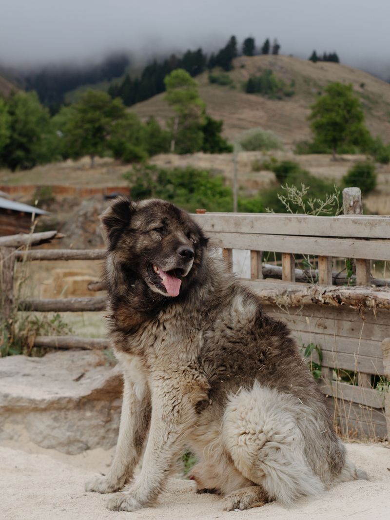 Caucasian Shepherd Dog
