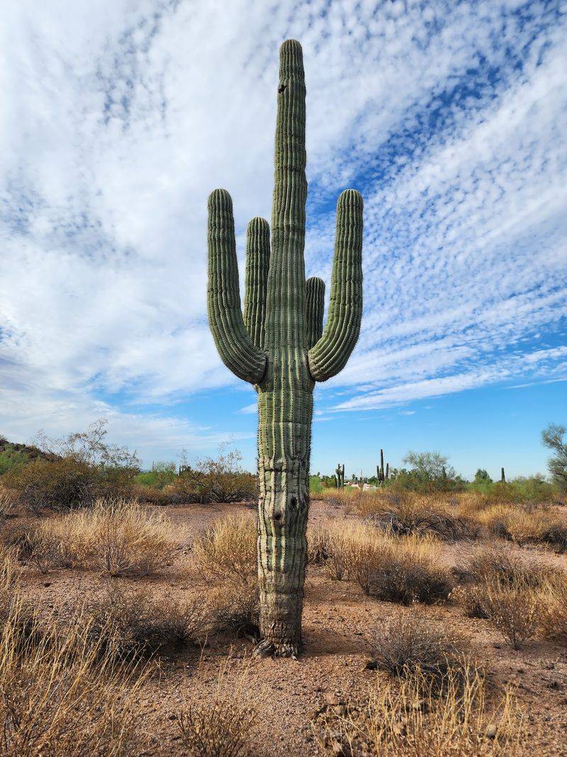 Southern Canal Path: Big Desert, Maybe Wild Horses