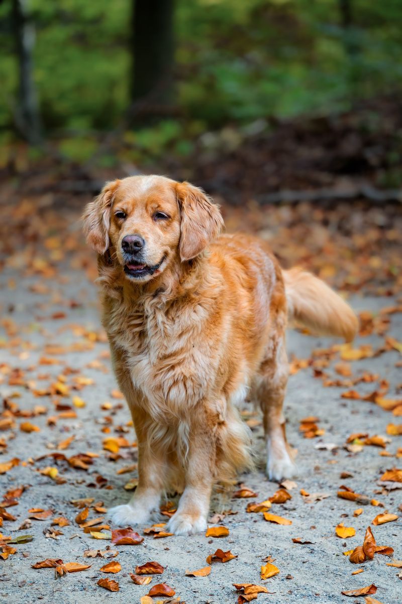 Golden Retriever