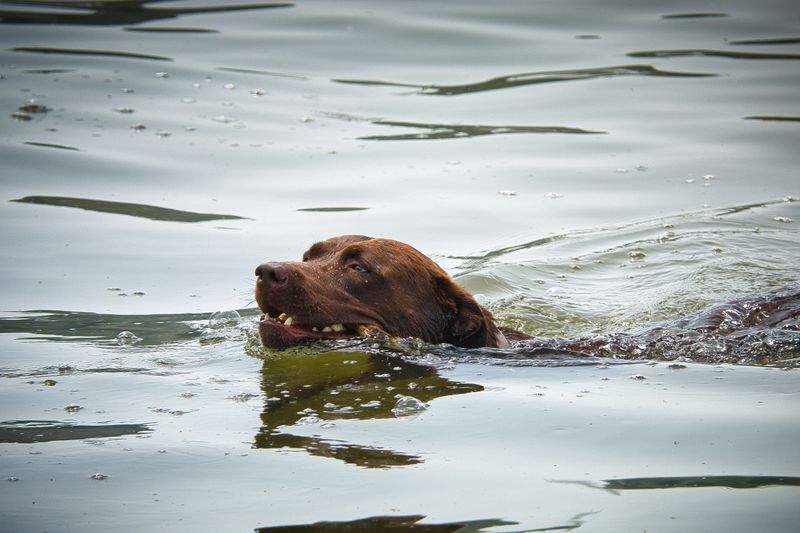 Chesapeake Bay Retriever