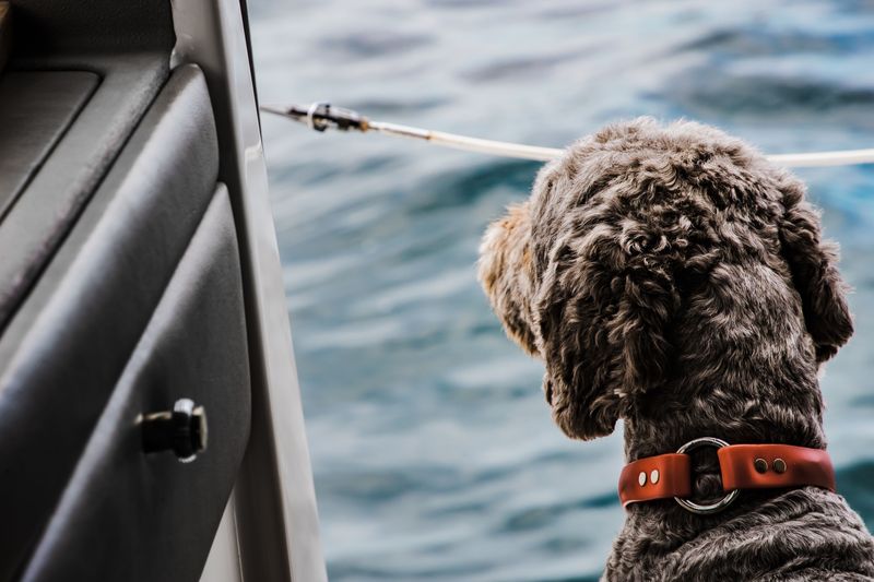 Portuguese Water Dog: The Boat Crew Veteran