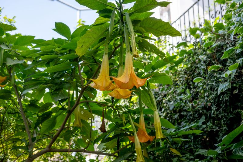 Angel's Trumpet