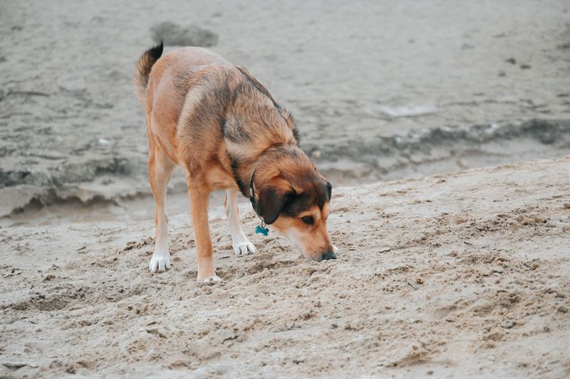 Keep Your Dog From Investigating Holes