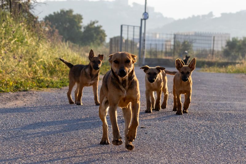 Dogs Roaming In A Pack Add Up Financially