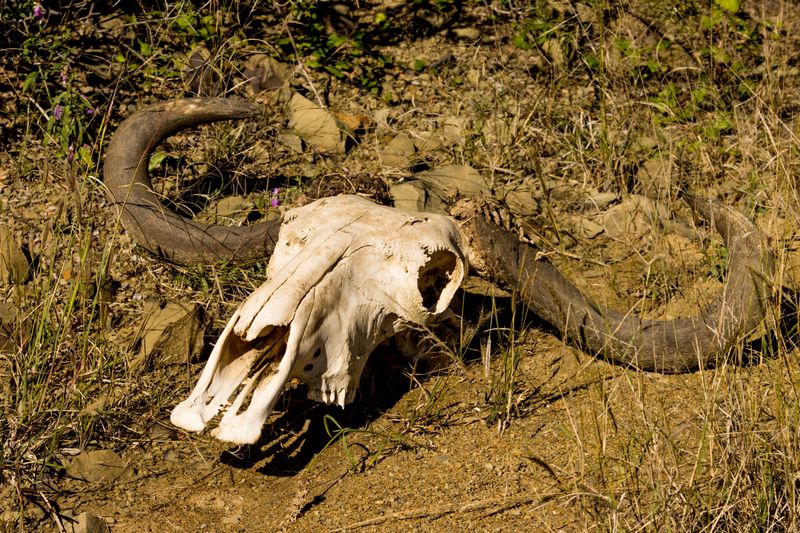 Remains On The Trail Mean Move Along
