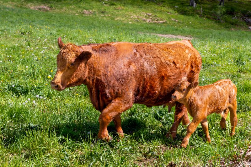 Cows With Calves Deserve Extra Room