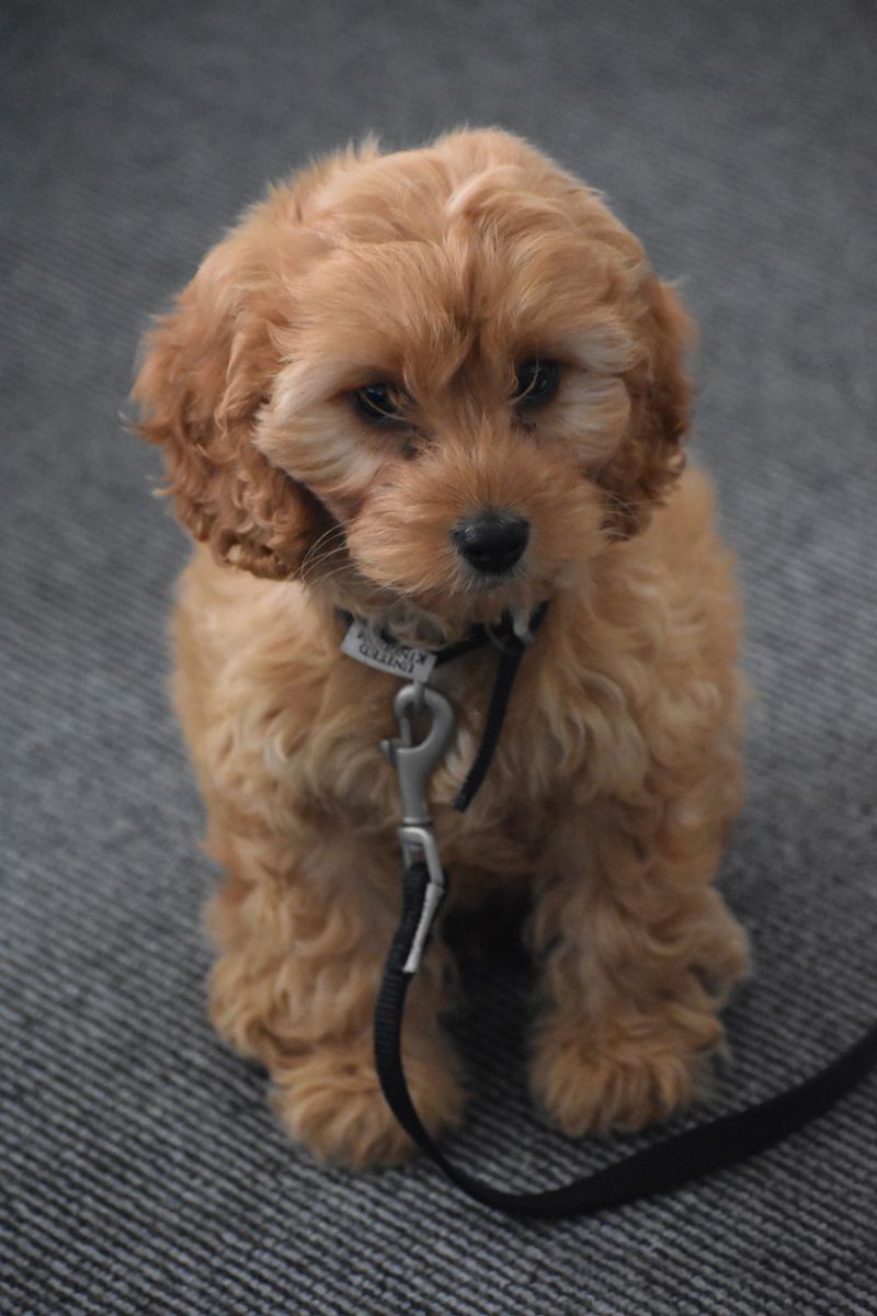 Clip On an Indoor Leash When You Cannot Watch Closely