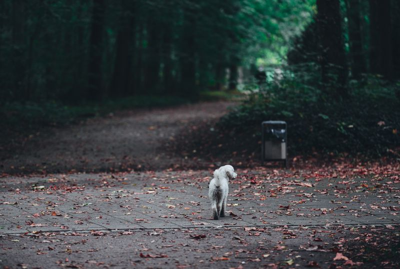 Stepping Away and Leaving Your Dog Behind
