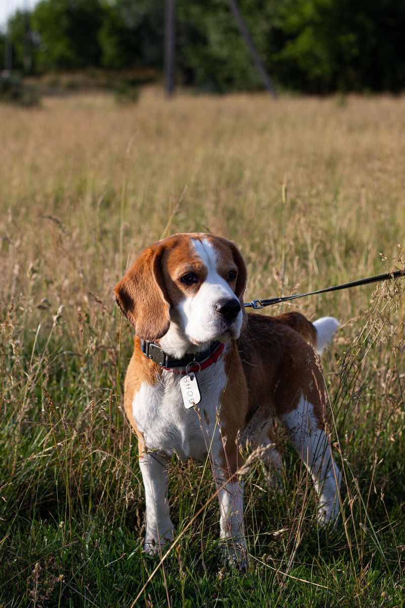 Update ID Tags and Microchip Records