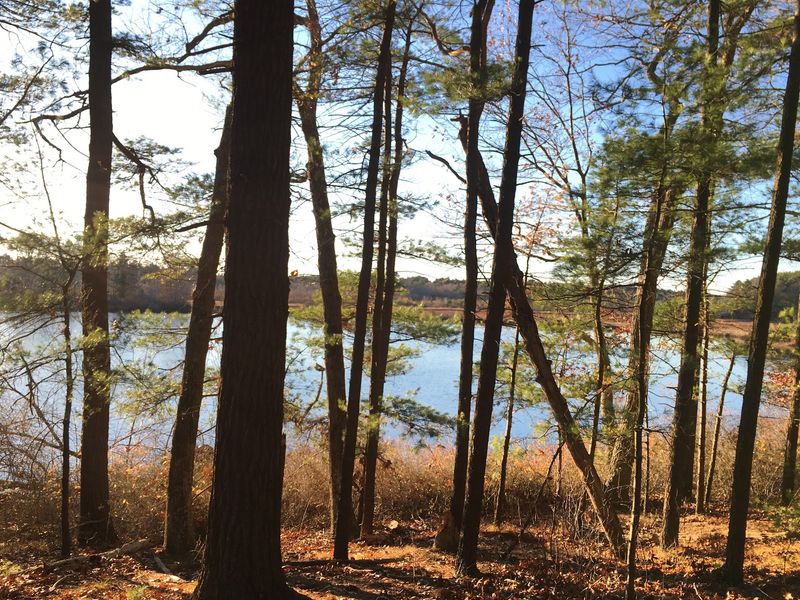 Frederick B. Knapp Town Forest, Duxbury