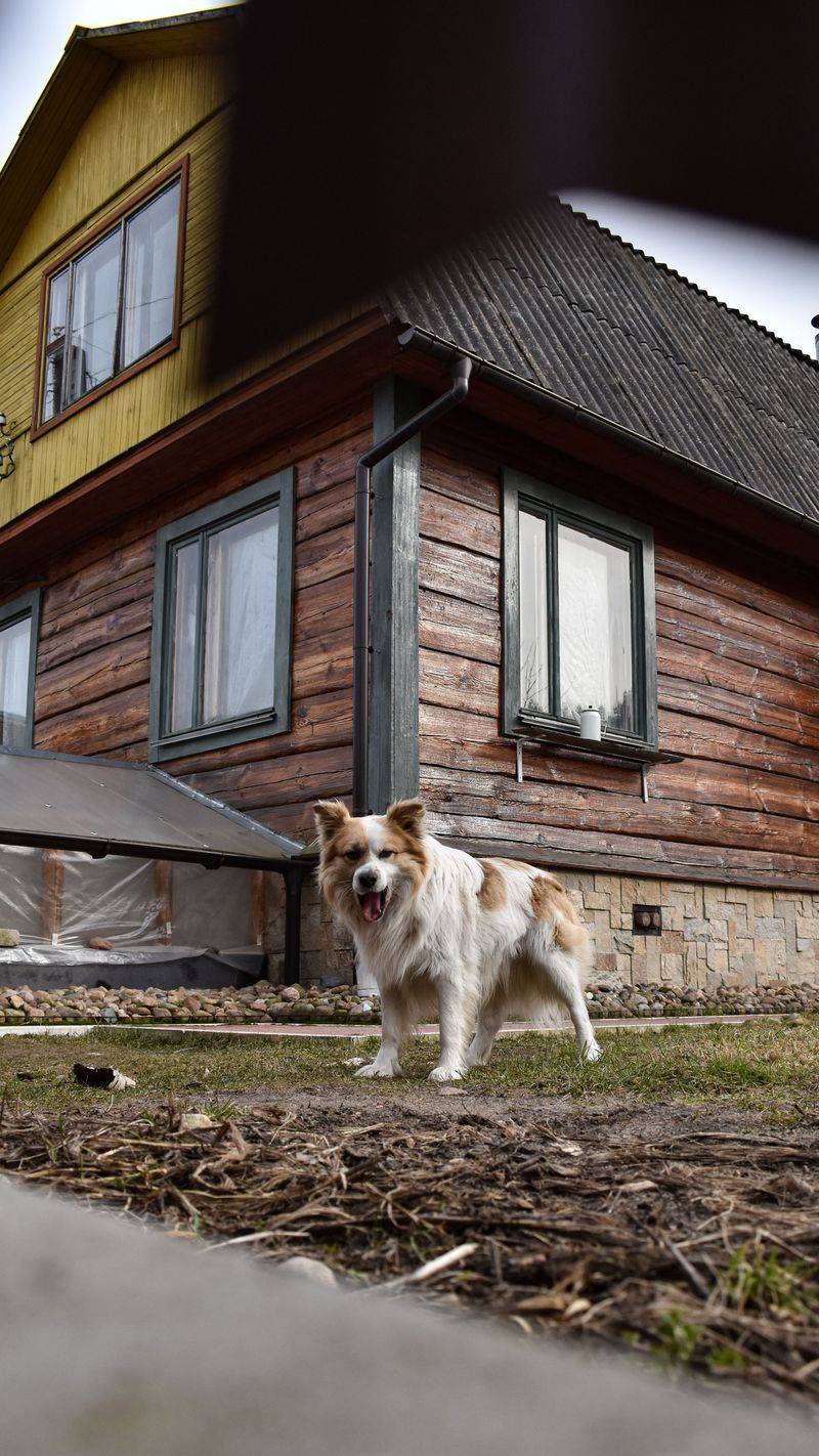Barking Changes From Complaint To Useful Signal