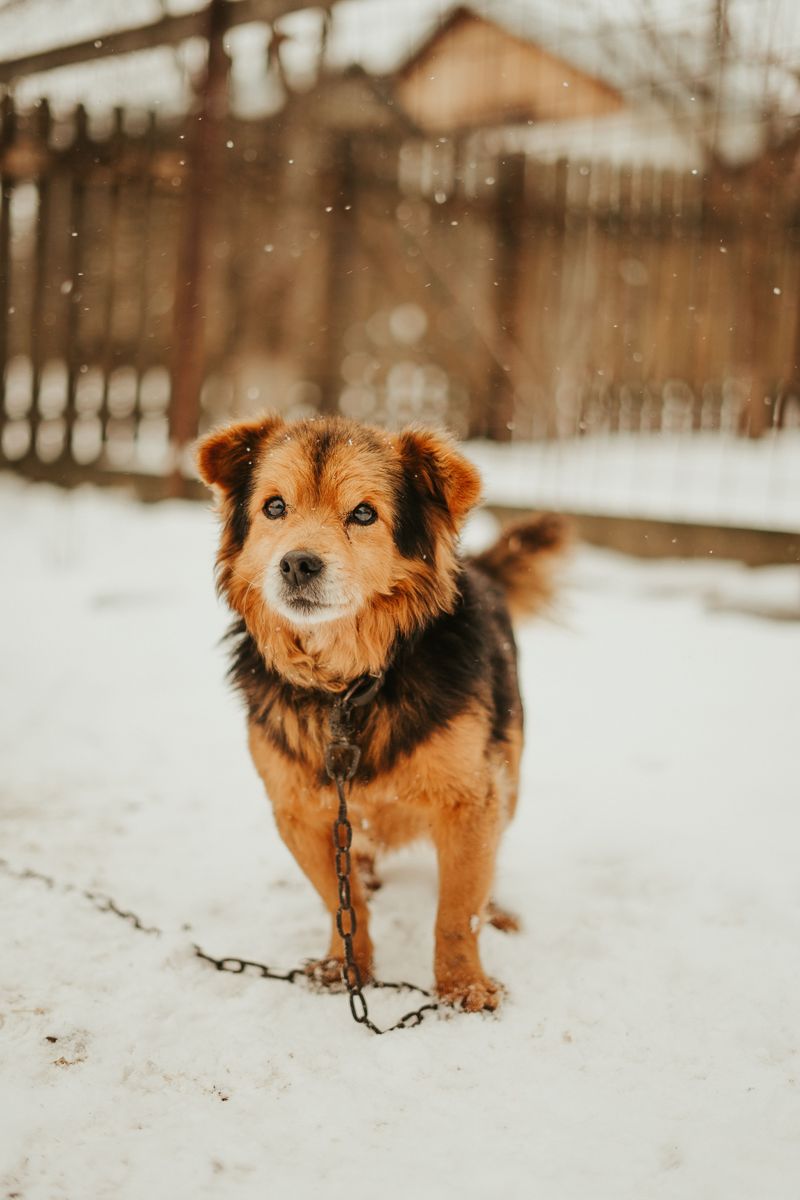 What Happens When a Dog Is Left in Dangerous Conditions