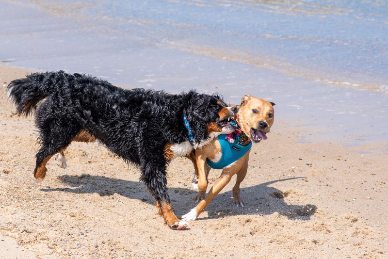 Check The Exact Hours For Dogs