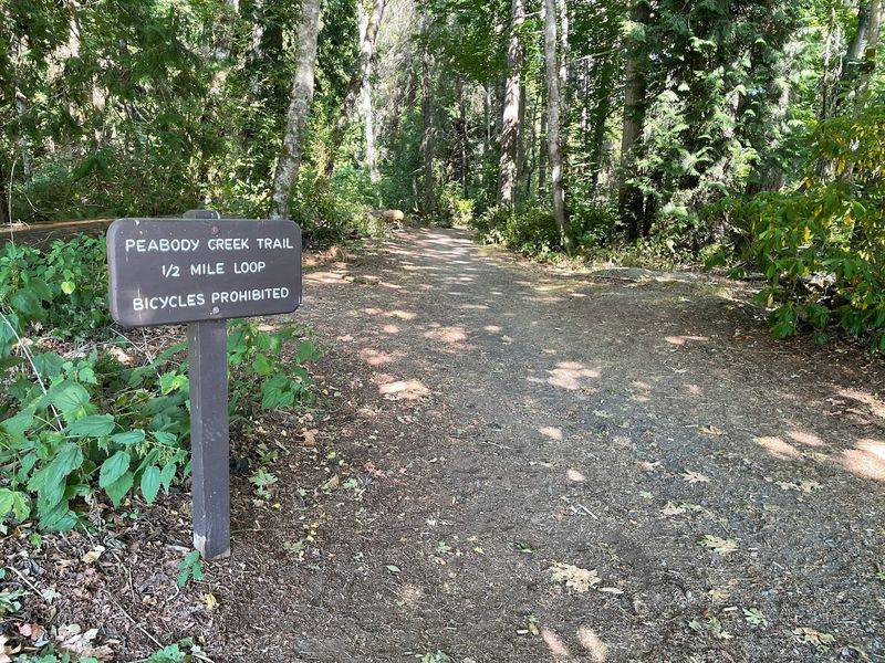 Peabody Creek Trail, Port Angeles