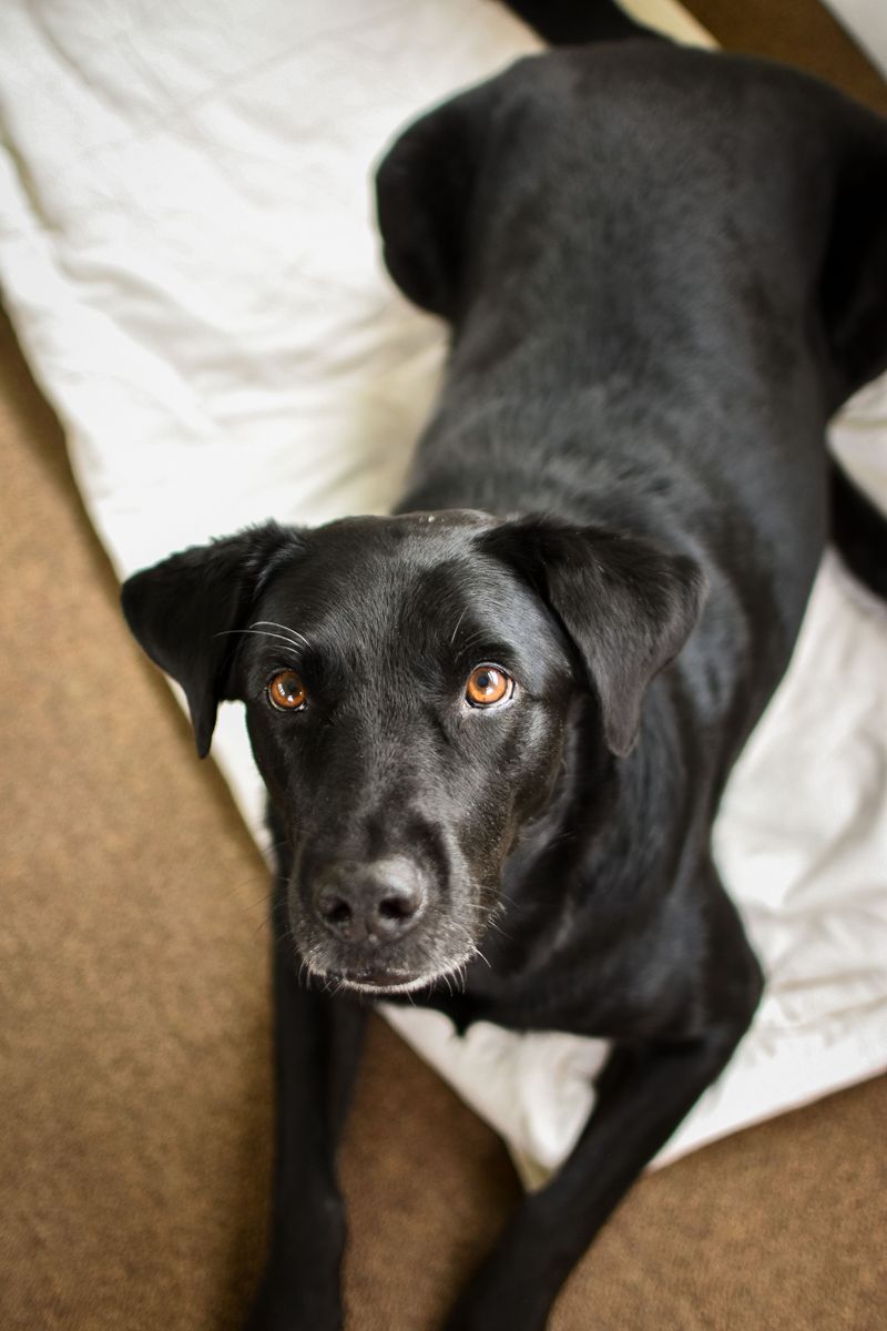 Know Where You Can Stay With Your Dog
