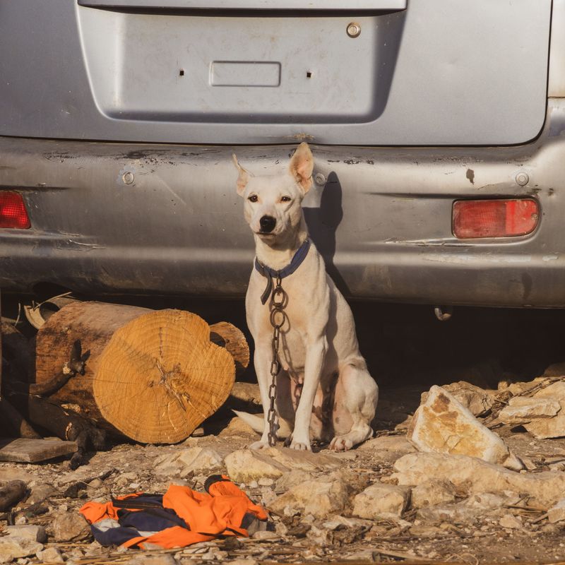 Keep a Recent Photo of Your Dog
