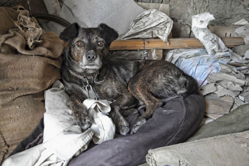 Keep Outdoor Shelter Dry And In Good Condition