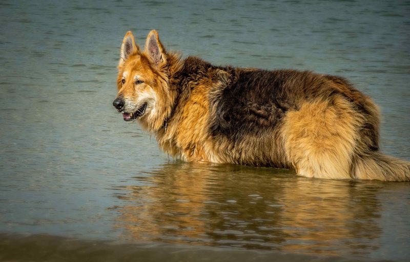 Consider Your Dog's Swimming Ability