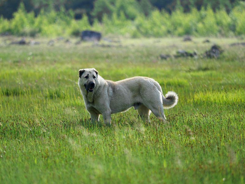 Kangal Shepherd Dog
