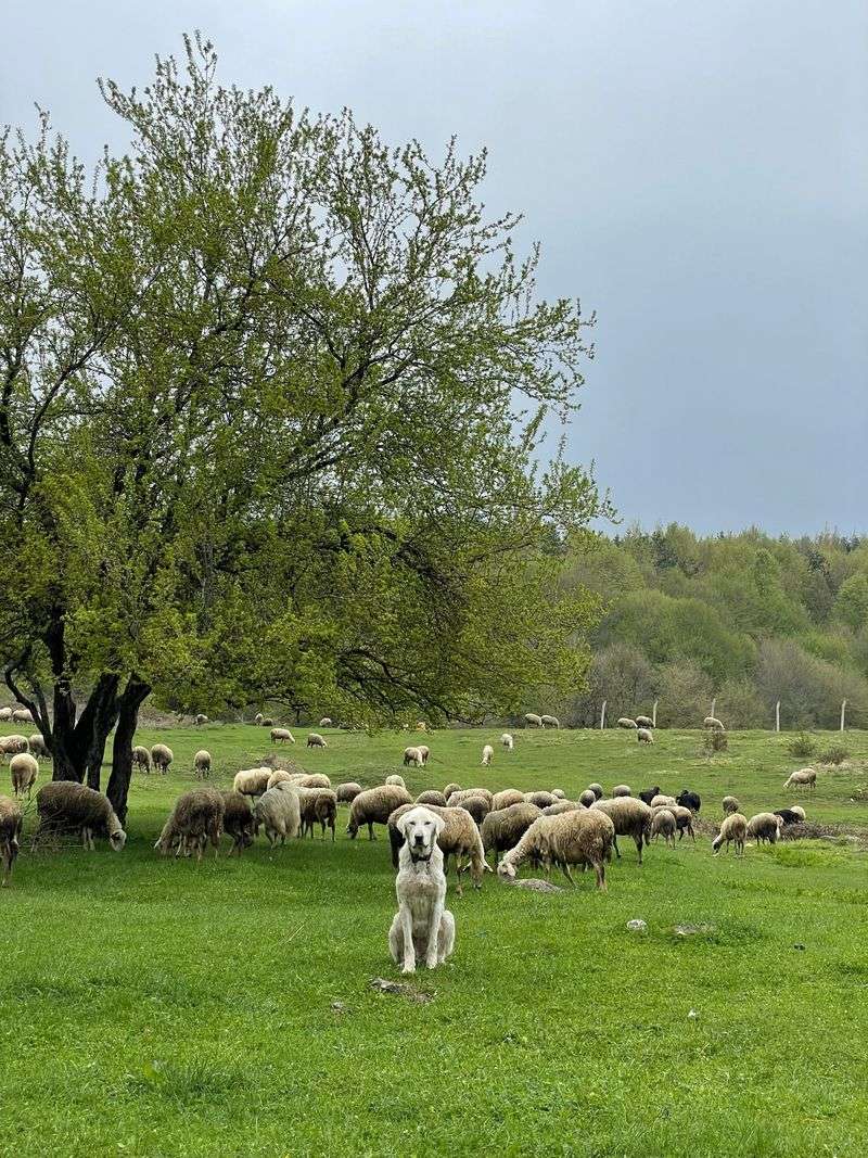 Komondor: A Guardian With a Remarkable Coat