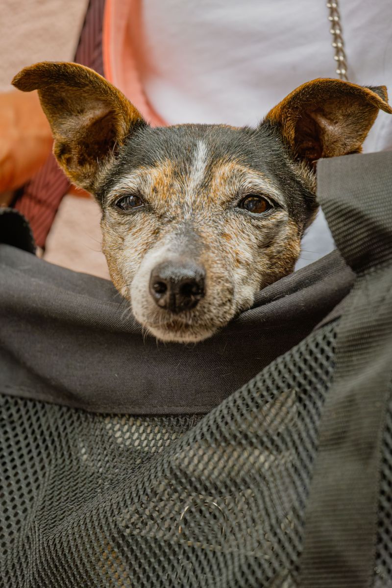 CTA Requires A Proper Pet Carrier