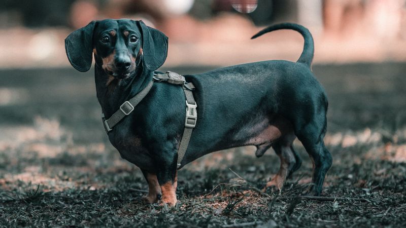 Dachshund