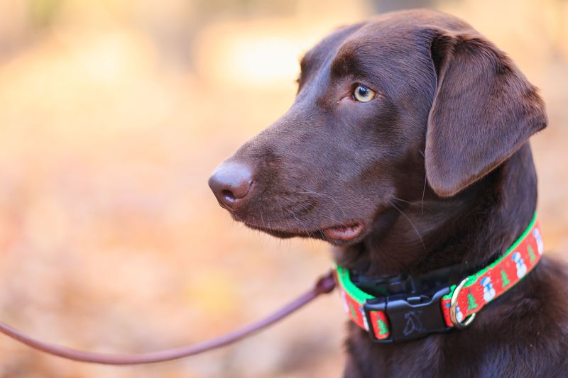 Treating an E-Collar Like a Legal Leash