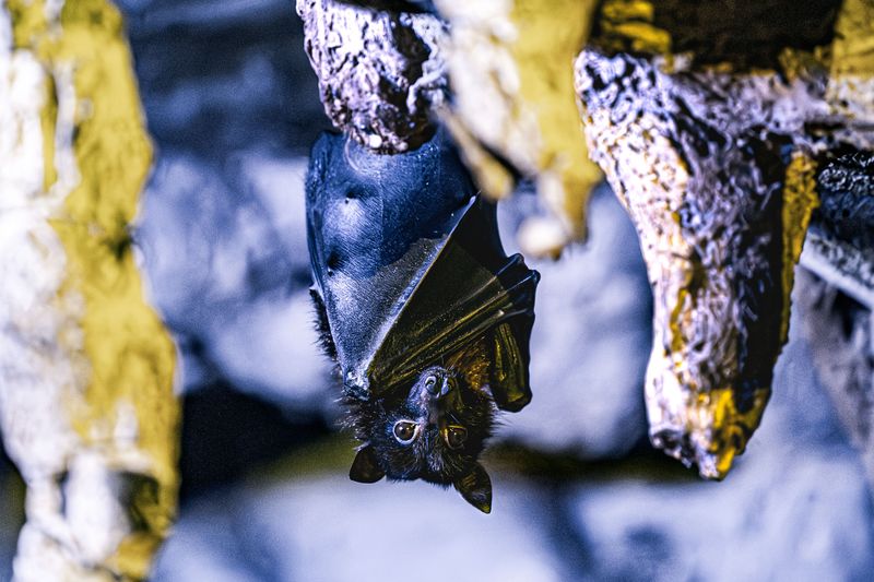 Why Missouri's Caves Are Not Usually Open to Dogs
