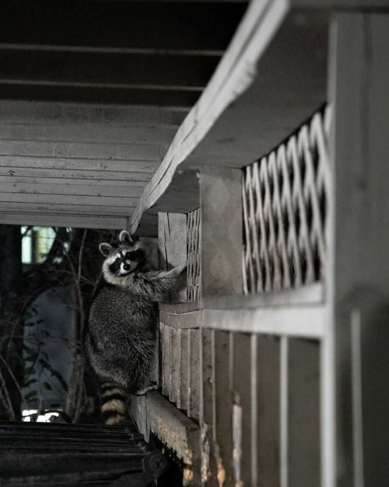 Displaced Wildlife Seeking Shelter